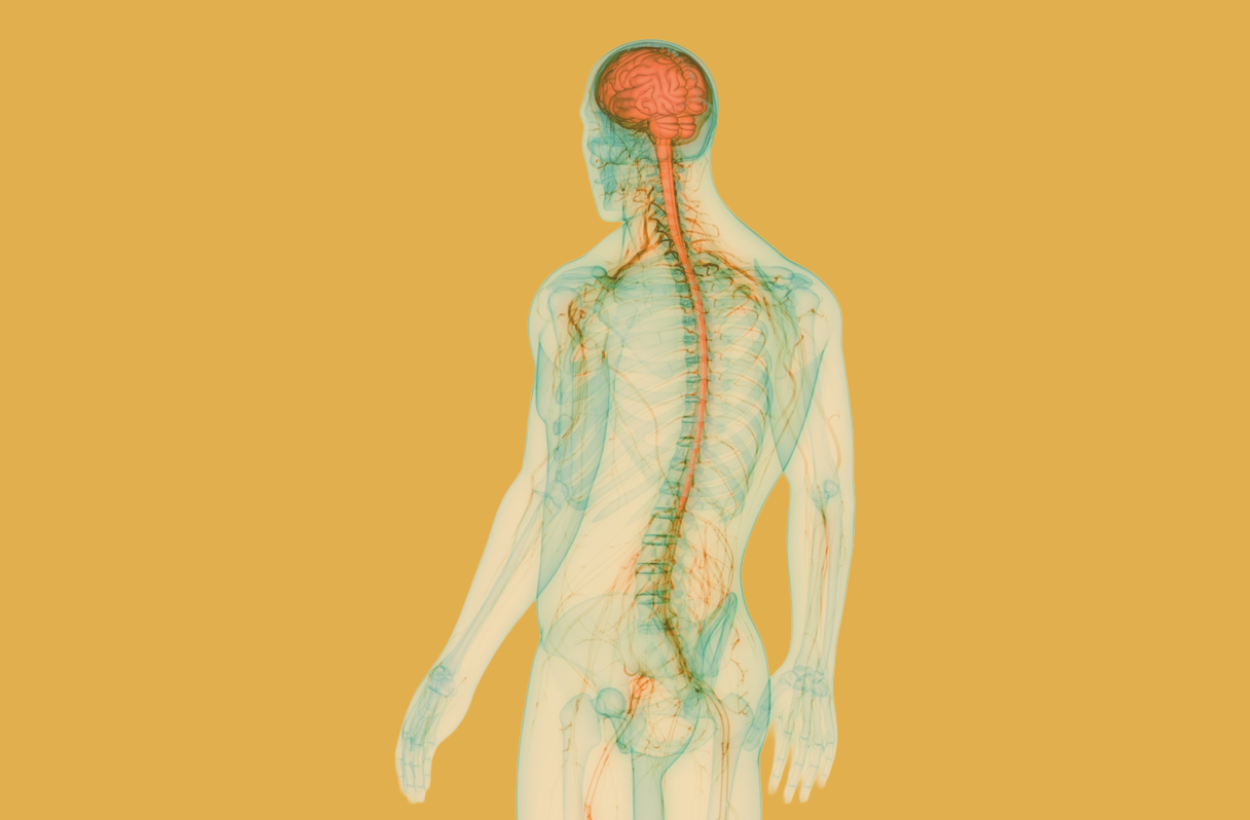 The myth of nervous system